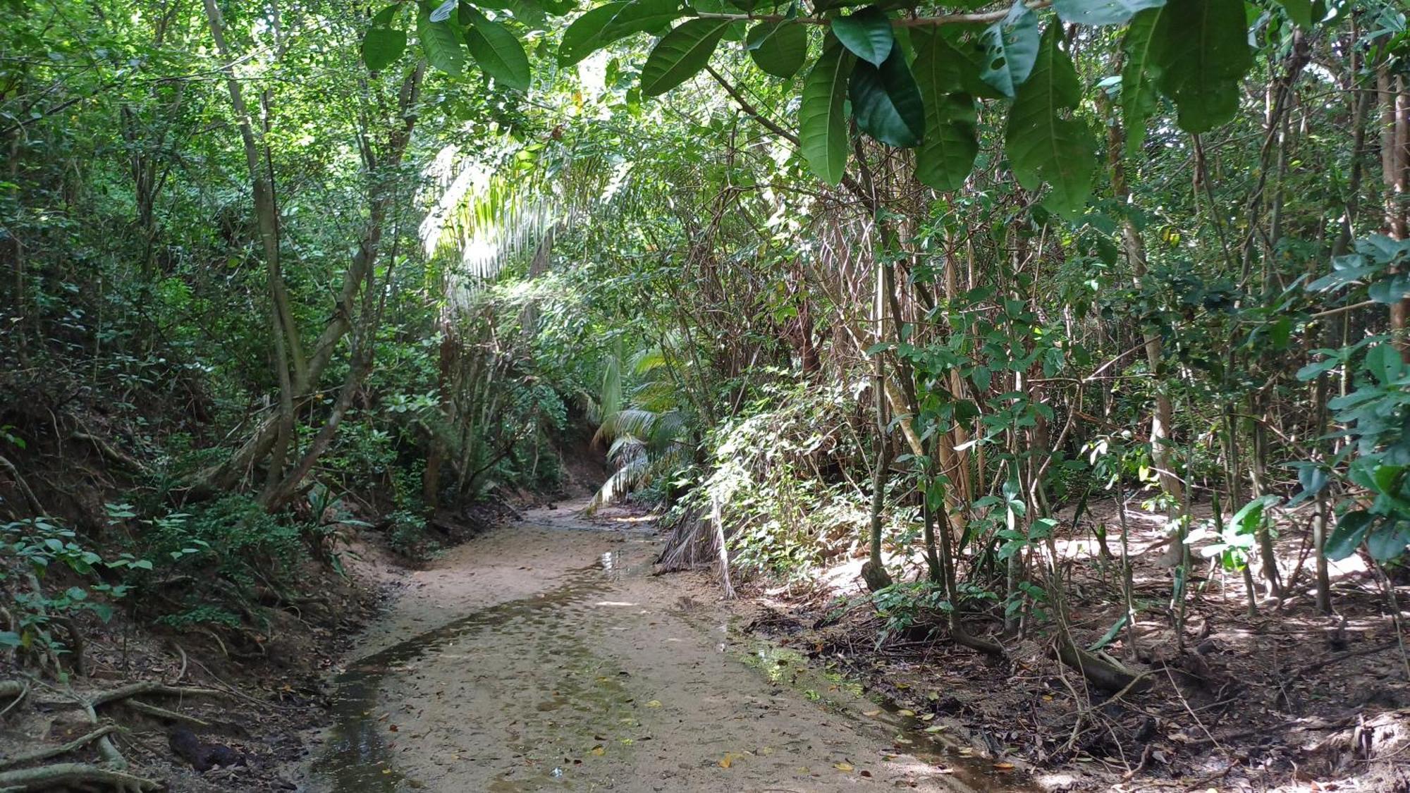 Rooster Run Glamping Camping Has Rooftop And Off The Ground Glamping Experience For 1 To 16 In A Single Tent And Views Of The Rain Forrest And To Culebra Across The Atlantic Ocean W Tents, Linens, Deluxe Air Beds, Warm Shower And More At A Great Pric Vieques Bagian luar foto