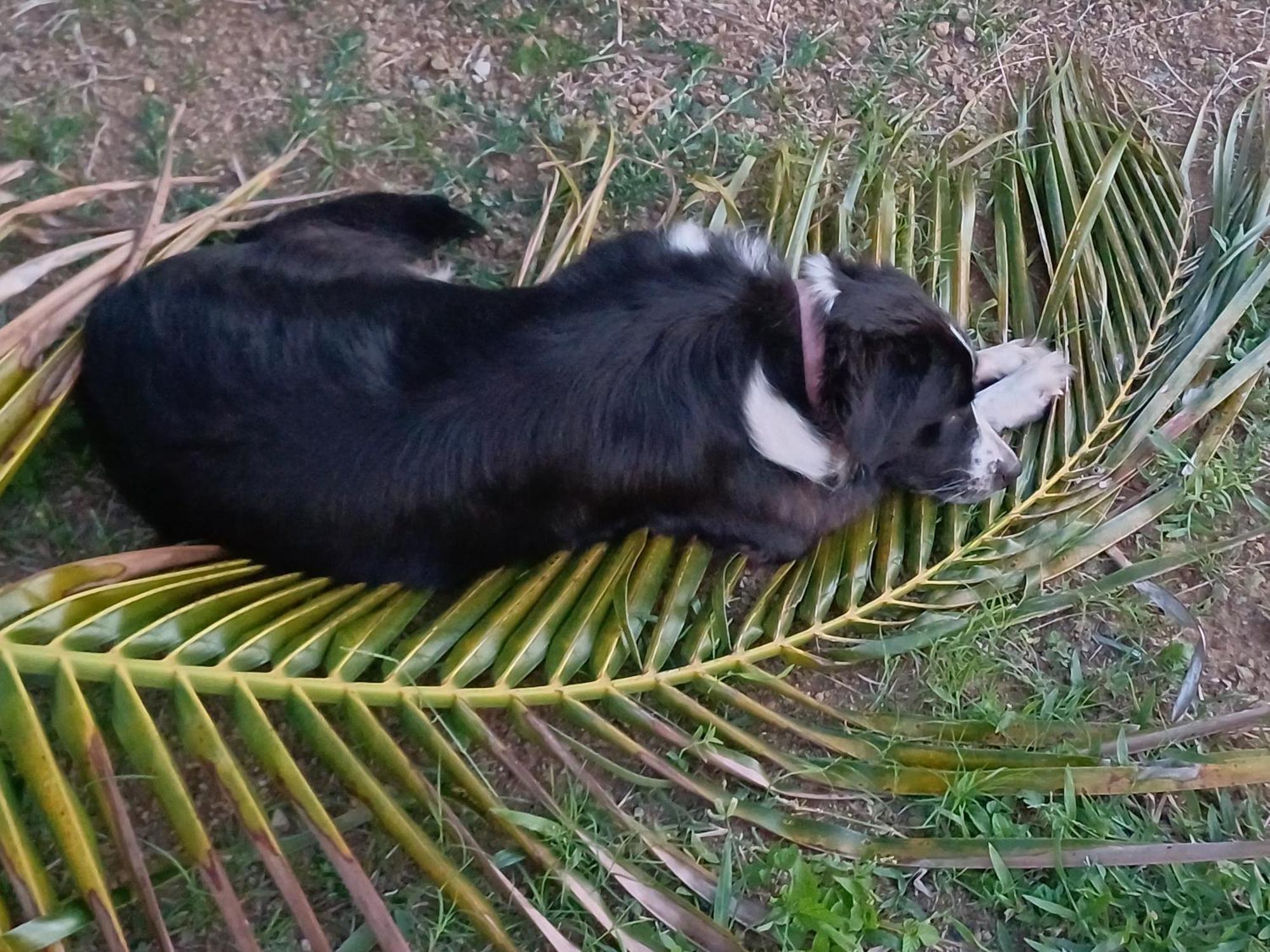 Rooster Run Glamping Camping Has Rooftop And Off The Ground Glamping Experience For 1 To 16 In A Single Tent And Views Of The Rain Forrest And To Culebra Across The Atlantic Ocean W Tents, Linens, Deluxe Air Beds, Warm Shower And More At A Great Pric Vieques Bagian luar foto