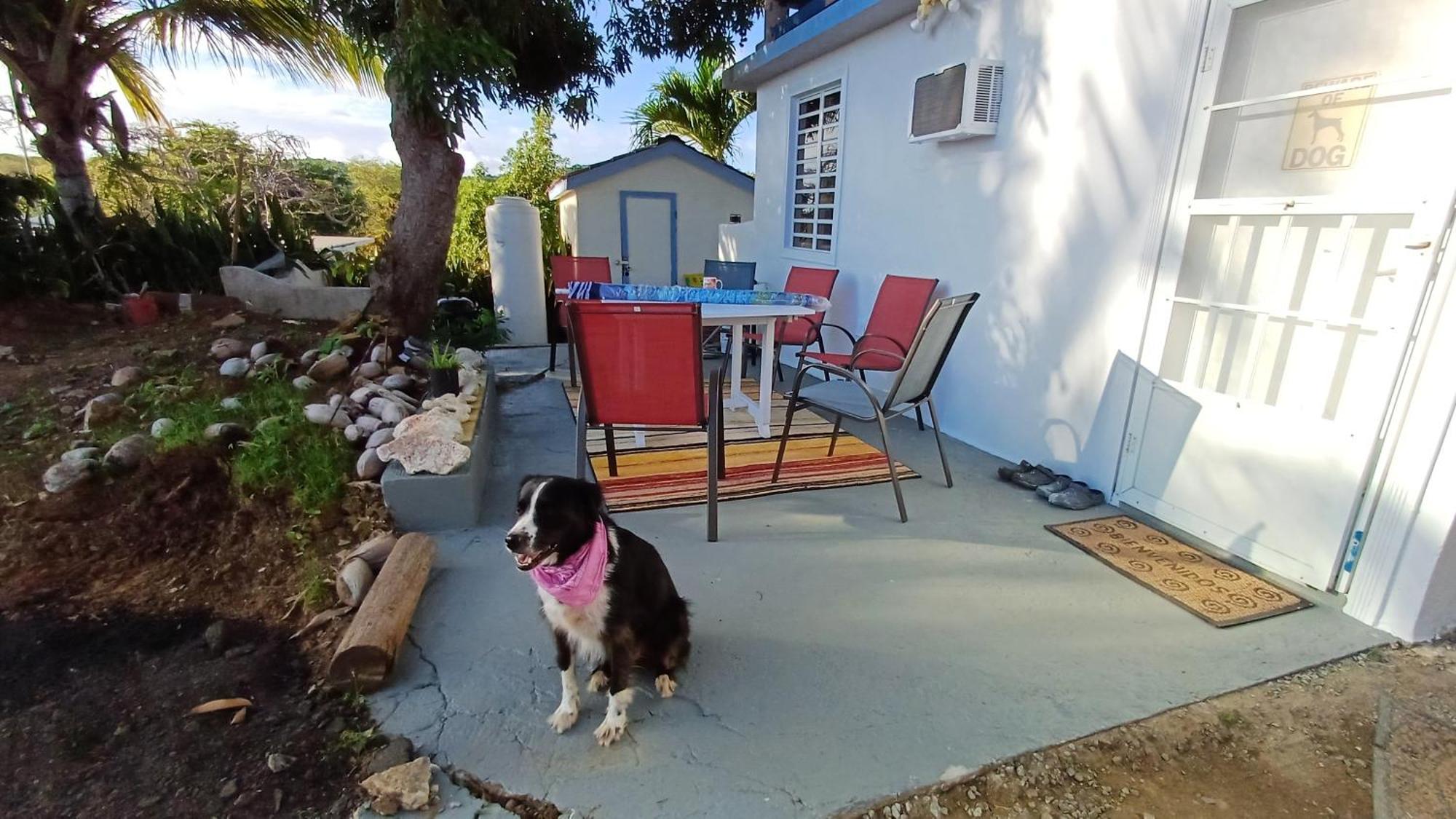 Rooster Run Glamping Camping Has Rooftop And Off The Ground Glamping Experience For 1 To 16 In A Single Tent And Views Of The Rain Forrest And To Culebra Across The Atlantic Ocean W Tents, Linens, Deluxe Air Beds, Warm Shower And More At A Great Pric Vieques Bagian luar foto