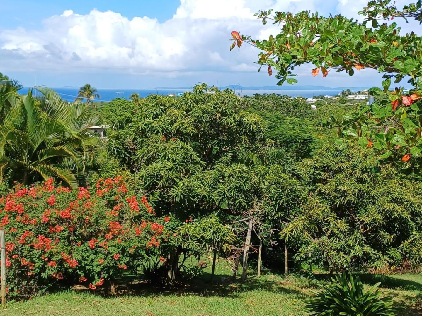 Rooster Run Glamping Camping Has Rooftop And Off The Ground Glamping Experience For 1 To 16 In A Single Tent And Views Of The Rain Forrest And To Culebra Across The Atlantic Ocean W Tents, Linens, Deluxe Air Beds, Warm Shower And More At A Great Pric Vieques Bagian luar foto